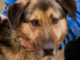 Jeromos, mit vielen Flausen im Kopf