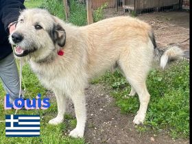 Louis und Luben, 04/22 - ruhige Wuschelköpfe auf der Suche nach ihren Familien