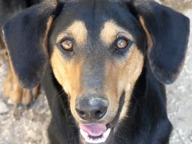 Kiss und Kovo, Mischlinge