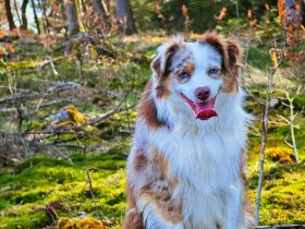 Mini Australian Shepherd Deckrüde, Red Merle