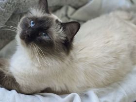 Wunderschöne BKH/ Heilige Birma Edelmixkitten