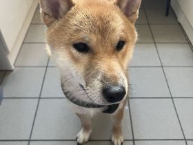 shiba inu