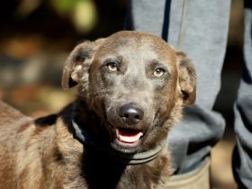 Blue - ist voller Energie und eine fröhliche Maus - ist auf Pflegestelle in Wuppertal - RESERVIERT