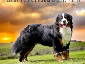 Berner Sennenhund Deckrüde