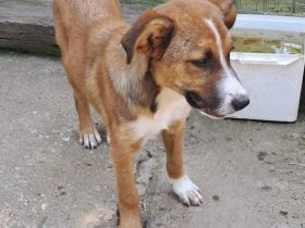 Jungdhund Vagos / männlich / derzeit noch in Griechenland / vorgemerkt