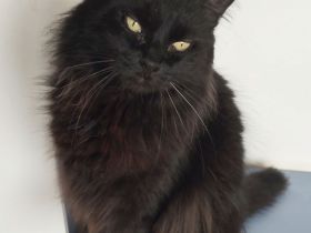 Norweger Cain wartet in Wolfsburg auf ein Für-Immer-Zuhause