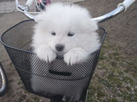 🐶 Zwei Samojeden abzugeben  🐾