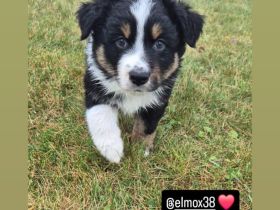 Australian Shepherd Welpen – Abgabe ab dem 28.05.2025