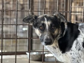 Sanfte Kyra sucht ein glückliches Leben