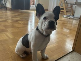 1 Französische Bulldoggen Welpe