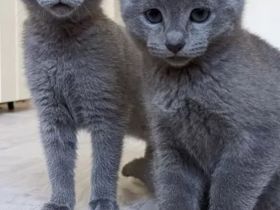 Wunderschöne Russisch Blau-Kitten mit Stammbaum, offizielle Züchter