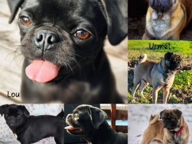 Mops Welpen Altdeutsche Mopszucht