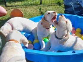 Spinone Italiano Welpen w/o