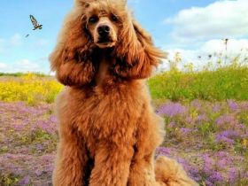 Deckrüde Kleinpudel Zwergpudel, Laboklin, rot, vererbt auch tan, Intern. Champ., Best of Show, etc.