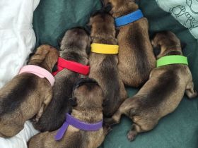 Französische Bulldogge Welpen