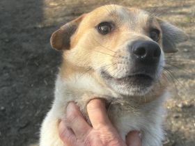 Toffee - ist ein lustiger Typ