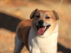 Toffee - ist ein lustiger Typ