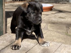 Deutsch Drahthaar x Husky Welpen