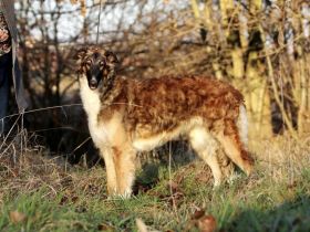 Ich suche ein neues Zuhause für meine liebenswerte Borsoi-Hündin (Russischer Windhund)