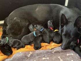 Schäferhund Welpen, mit Papiere vom Verein für deutsche Schäferhunde