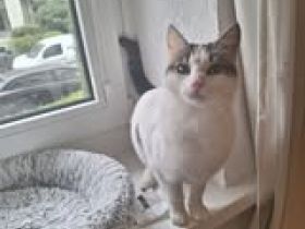 CHARM  ❤  kleine Prinzessin die ihre Menschen liebt