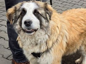 Traumhund Dante sucht ländliches Zuhause