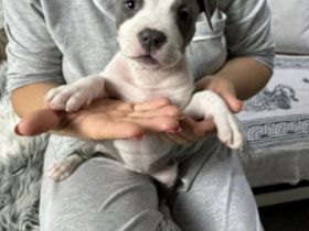 Amstaff Welpen 8 Wochen