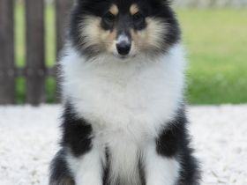 Rough Collie female with FCI pedigree