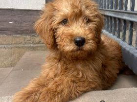 Labradoodle F1 apricot blond