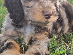 Englisch Cockerdoodle in Sonderfarben