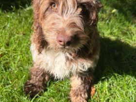 Englisch Cockerdoodle in Sonderfarben