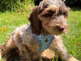 Englisch Cockerdoodle in Sonderfarben