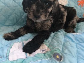 Wir HABEN bildhübsche Zwergpudelchen