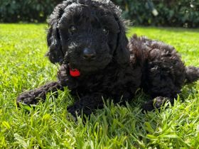 Wir HABEN bildhübsche Zwergpudelchen