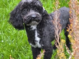 Wir erwarten bildhübsche Zwergpudelchen