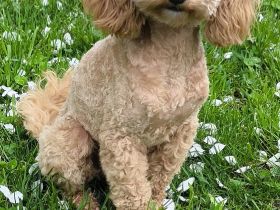 Bezaubernde Hunde wegen Zuchtverkleinerung abzugeben