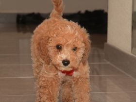 Bezaubernde Zwergpudelchen in Planung