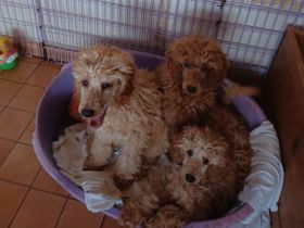 Kleinpudel in Apricot