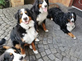 Berner Sennenhund Deckrüde