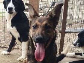 Dana, sportliche, verschmuste Junghündin möchte die Welt entdecken, 48 cm (wachsend), ca.7 Monate