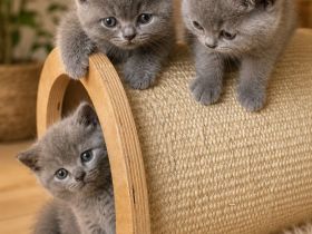 Bkh Kitten