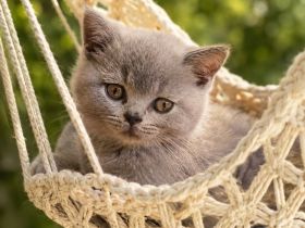 Bkh Kitten