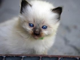 Wir haben wieder Ragdollkitten mit Stammbaum