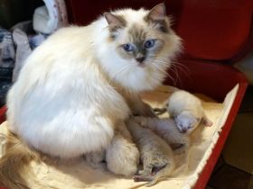 Sissi hat wieder Ragdollkitten