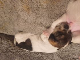 Yorkshire mischlingsbabys