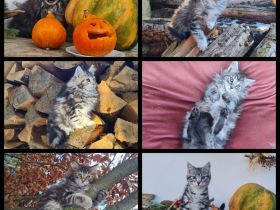 Reinrassige Maine Coon Kitten zu vergeben