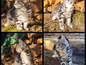 Maine Coon x europ. Kurzhaar Katerchen