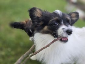 Papillon zu verkaufen