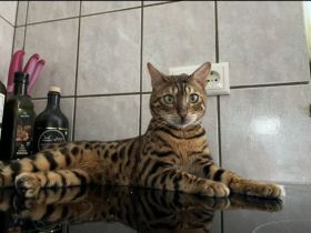 Reinrassiger Bengalkater sucht neues Zuhause