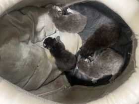 Süße Siam BKH Mix Kitten